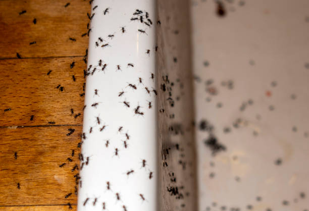 Best Insect Control  in Sausalito, CA